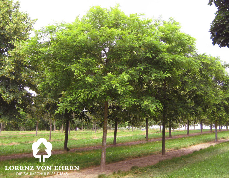 Sophora japonica / Schnurbaum