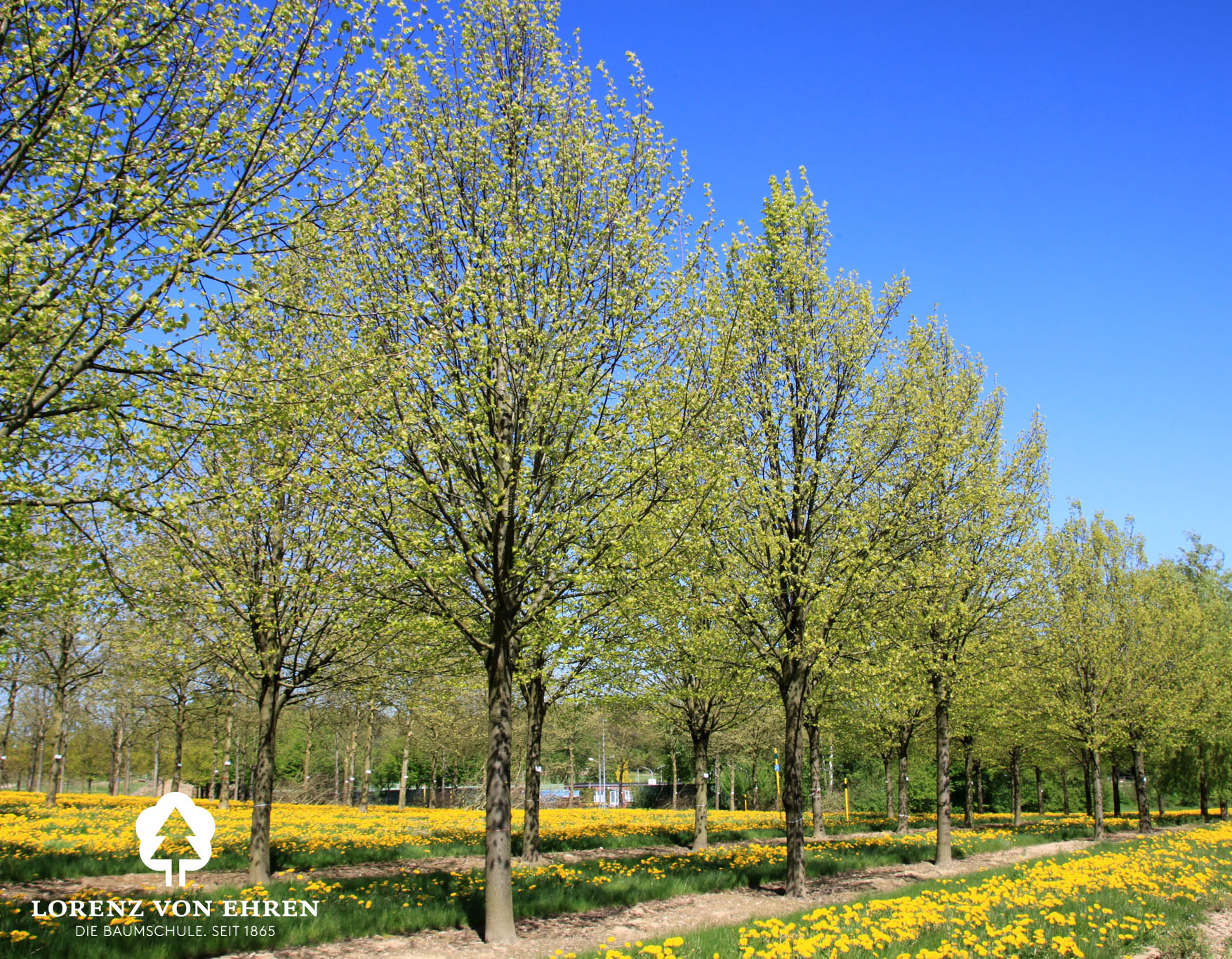 Tilia cordara 'Roelvo' / Kleinblättrige Linde 'Roelvo'