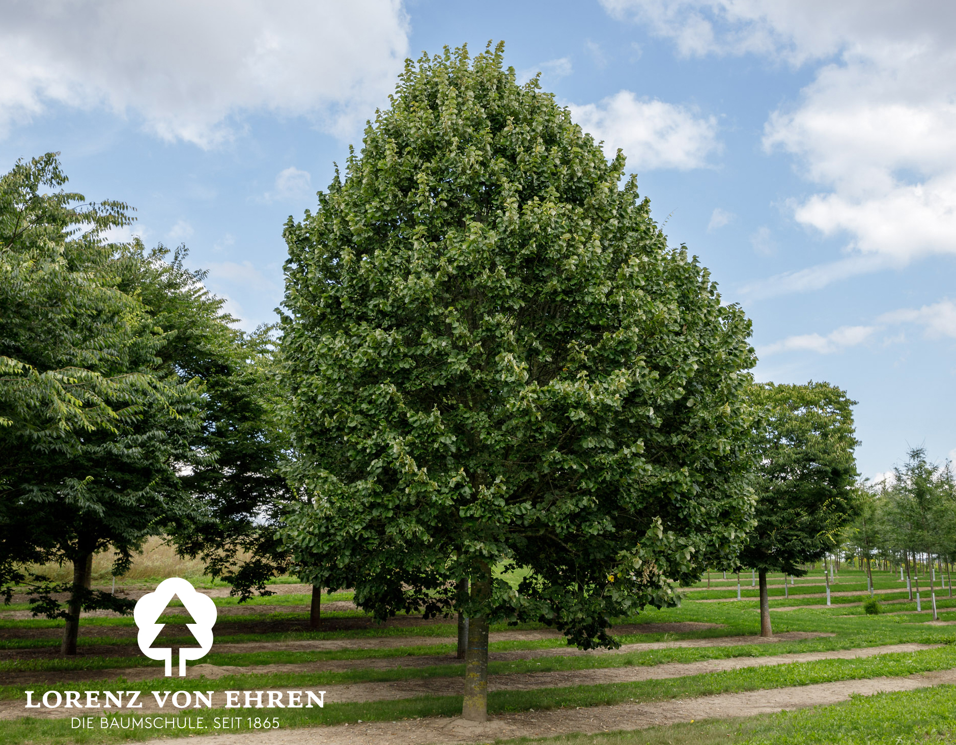 Tilia tomentosa 'Brabant'/ Brabanter Silber-Linde