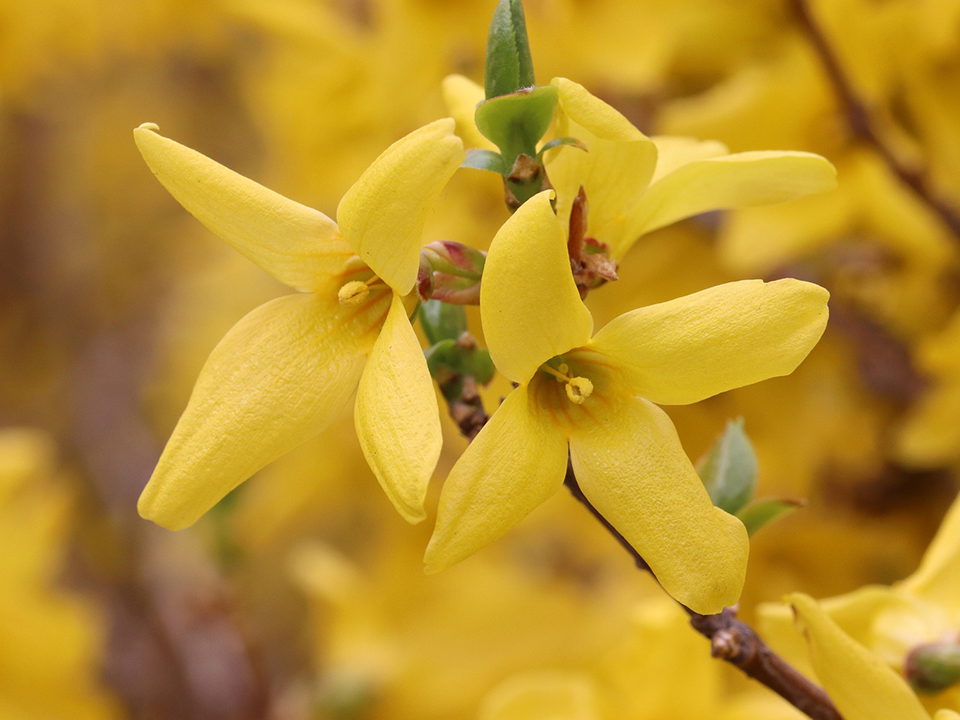 Die Forsythia ist durch ihre knallige Farbe sehr auffällig