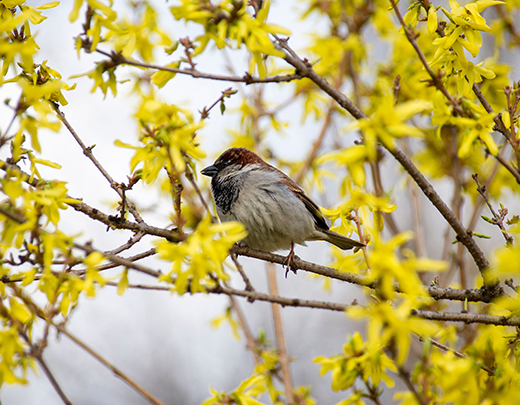 Die Forsythia ist sehr Tierlieb und lockt Vögel an