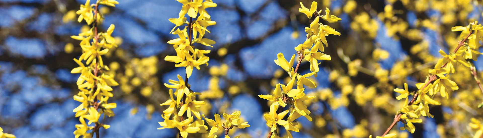 Die Forsythia lässt den Garten farbenfroh aussehen