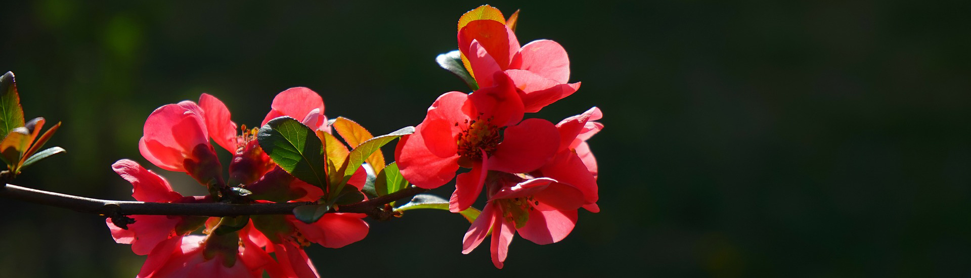 Die Zierquitte lässt den Garten leuchten