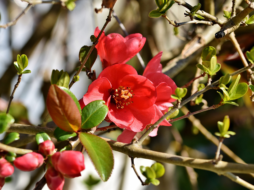 Die Zierquitte sorgt für eine farbenfrohe Atmosphäre im Garten