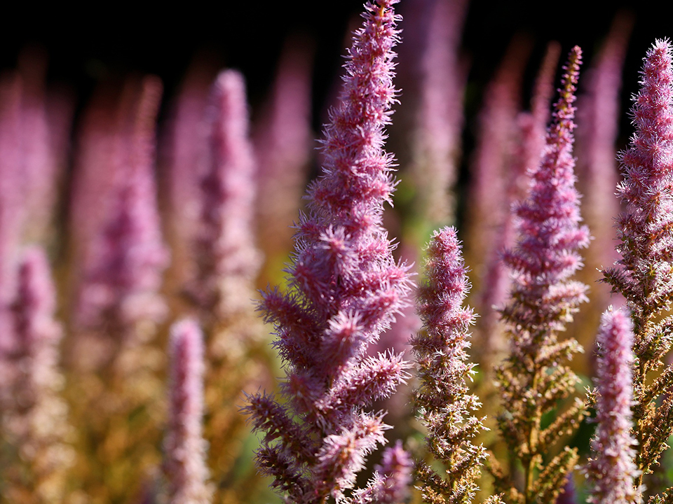 Chinesische Prachtspiere als Inspiration für den asiatischen Garten