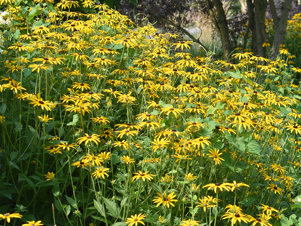 Rudbeckia fulgida var. sullivantii 