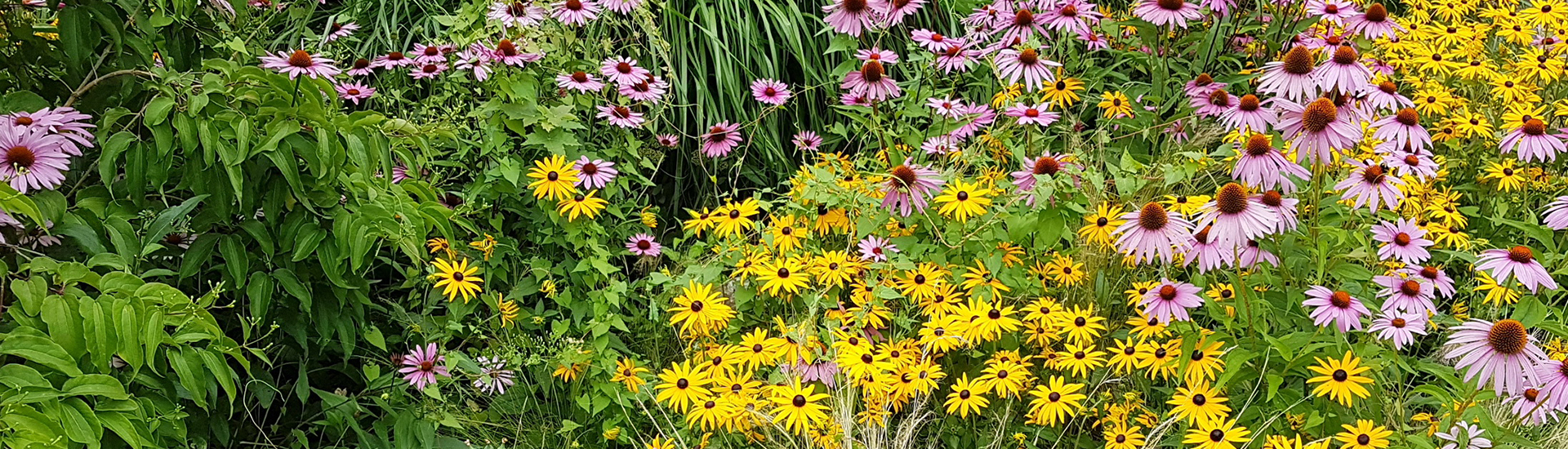 Gelbe und rosa Sonnenhüte auf einer Wiese