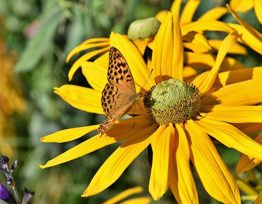 Gelber Sonnenhut mit Schmetterling