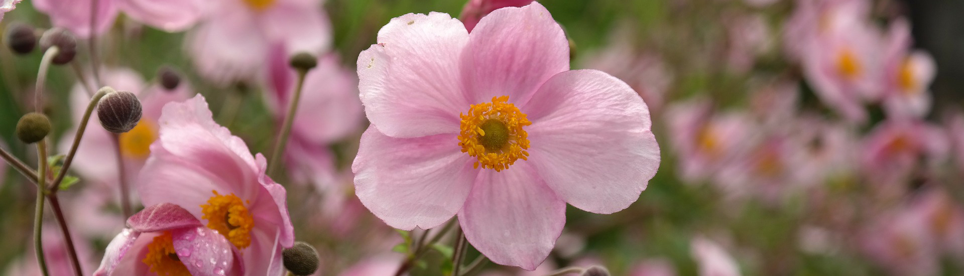 Herbst-Anemone im Garten fuer mehr Artenvielfalt