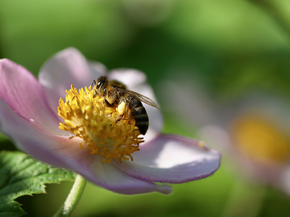 Herbst-Anemone mit Biene auf der Bluete