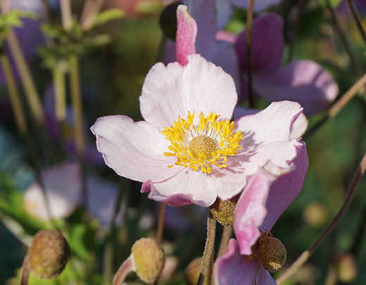 Herbst-Anemone mit zart rosa- Bluetenfarbe