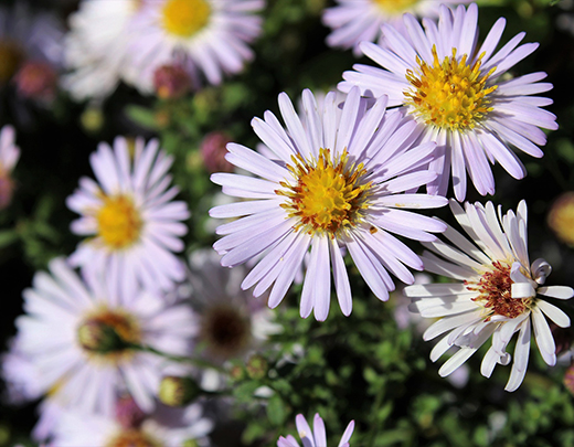 Leicht lilafarbige Blütenblätter der Berg-Aster 