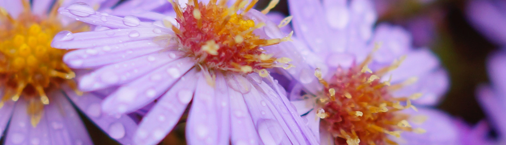 Lila Berg-Aster mit Wassertropfen an den Blüten