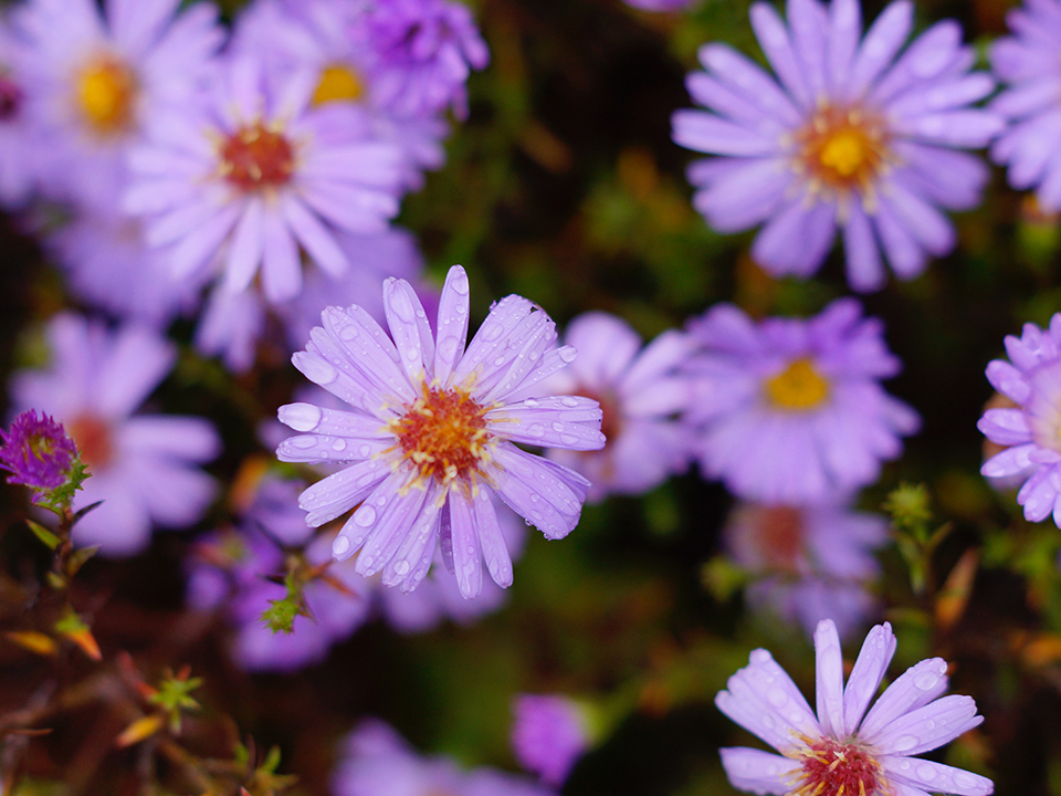 Lila Berg-Aster mit Wassertropfen an den Blütenblätter