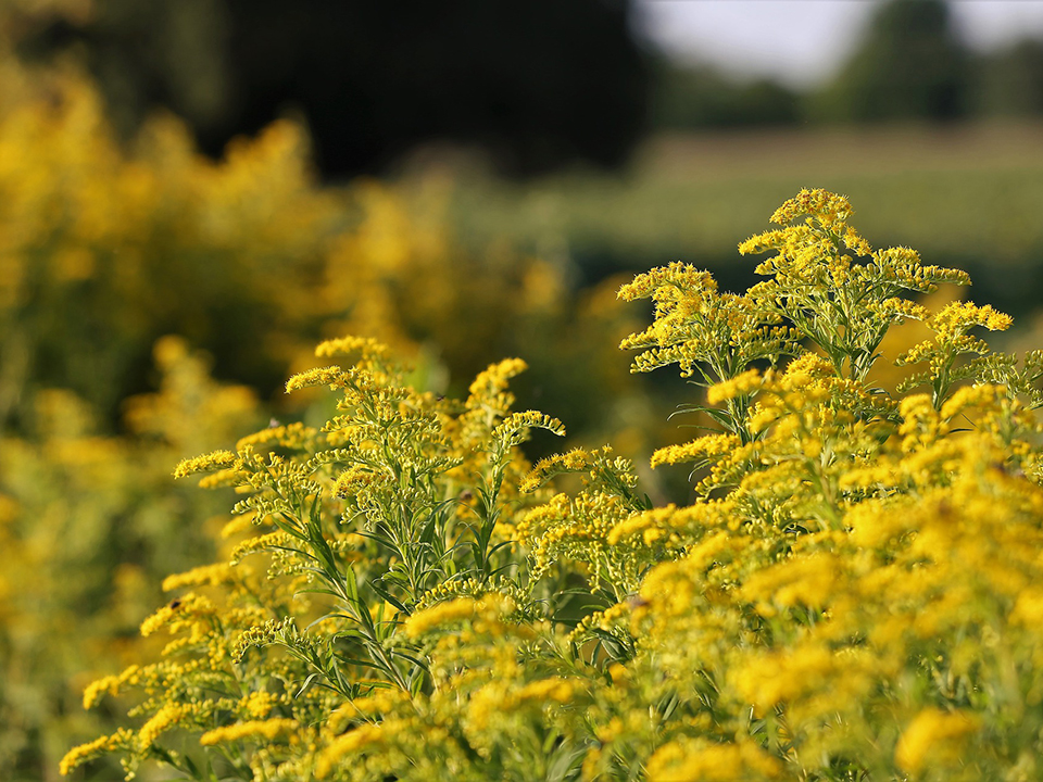 Riesengoldrute im Garten 