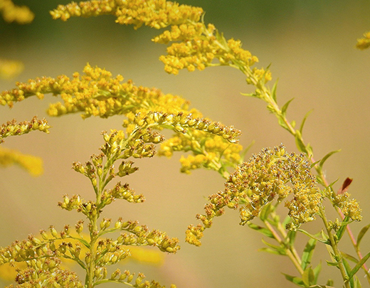 Riesengoldrute im Garten für mehr Artenvielfalt