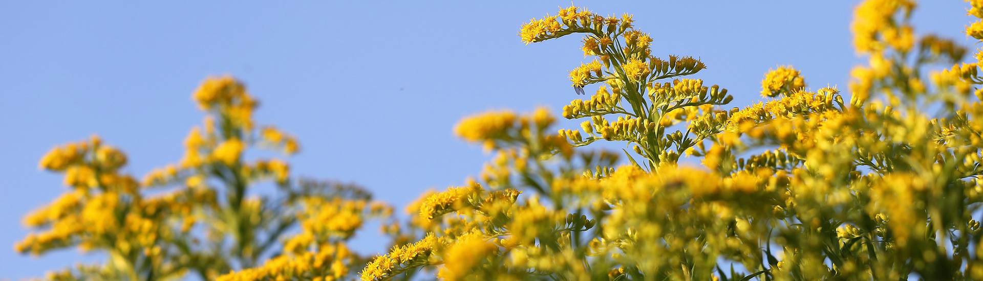 Riesengoldrute im Garten mit knalligem Gelb