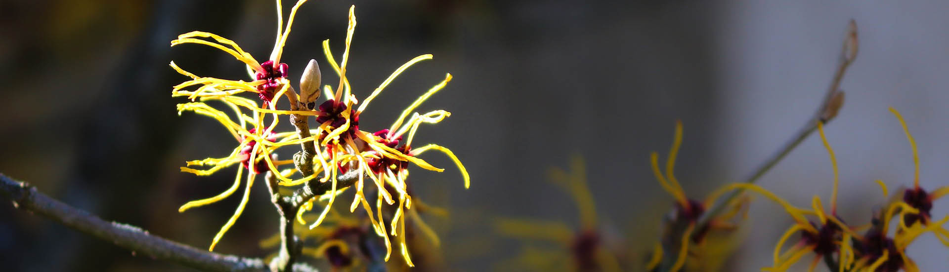 Japanische Zaubernuss für den perfekte Garten im Winter 