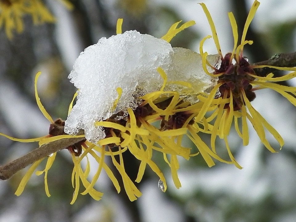 Japanische Zaubernuss mit Schnee überdeckt