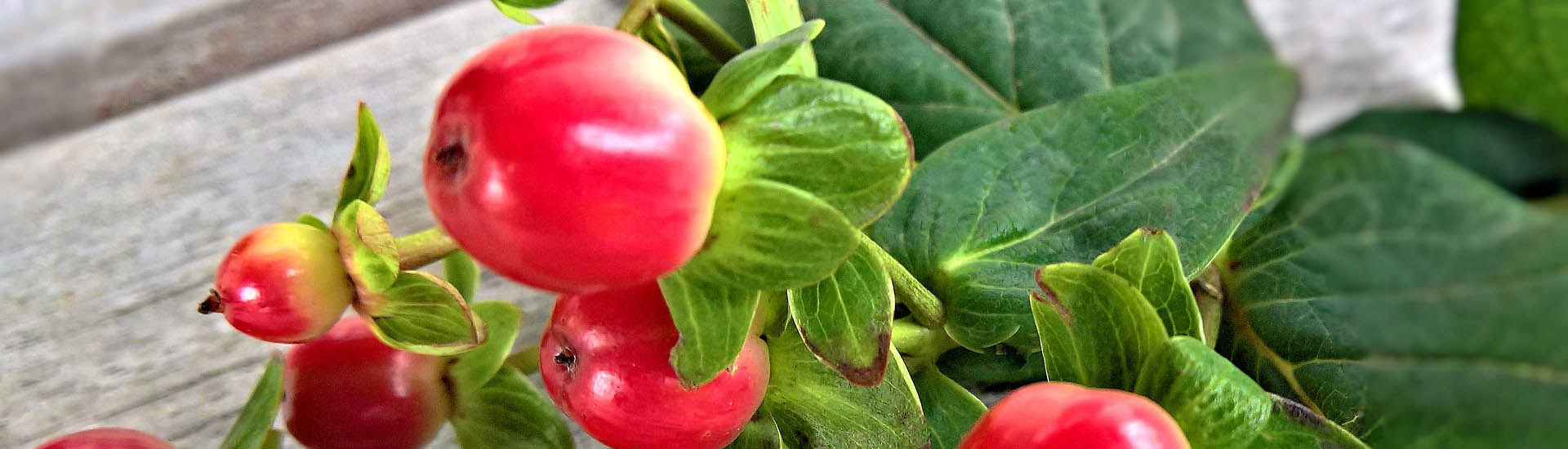 Rote Schleimbeere für den Garten