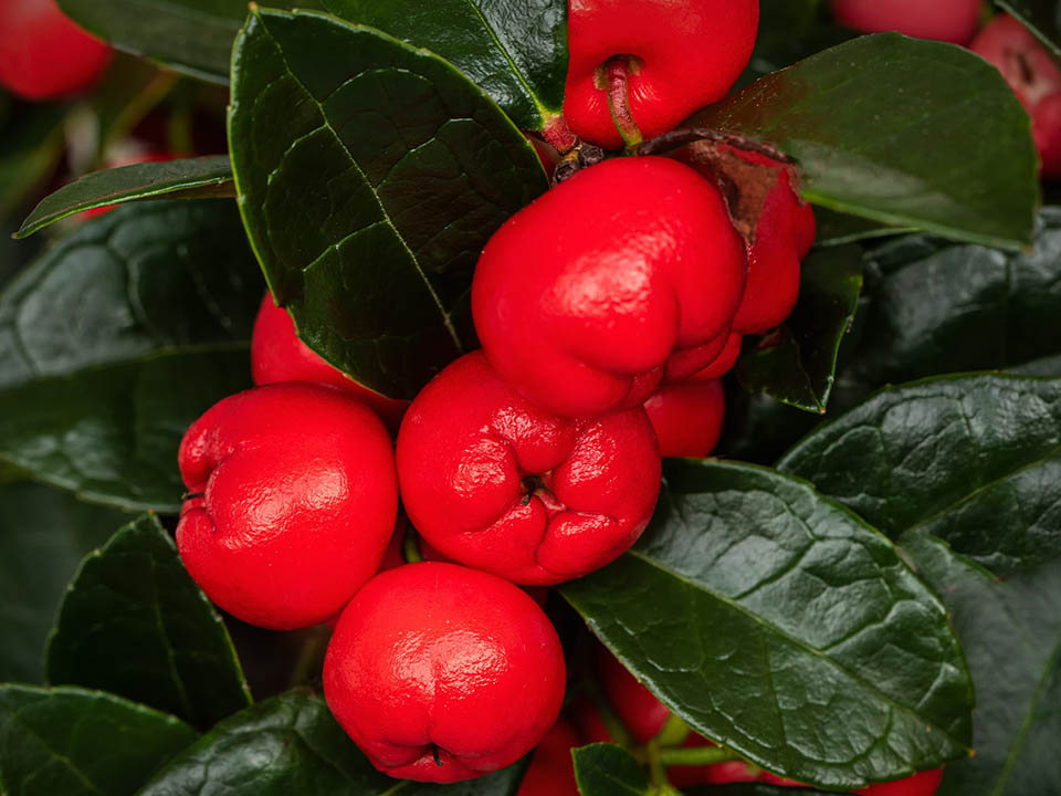 Rote Schleimbeere mit knalliger Farbe für den Garten