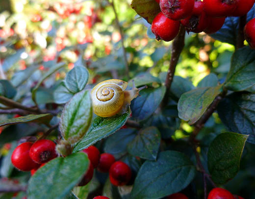 Rote Schleimbeere mit Schneckenhaus für einen schönen Garten