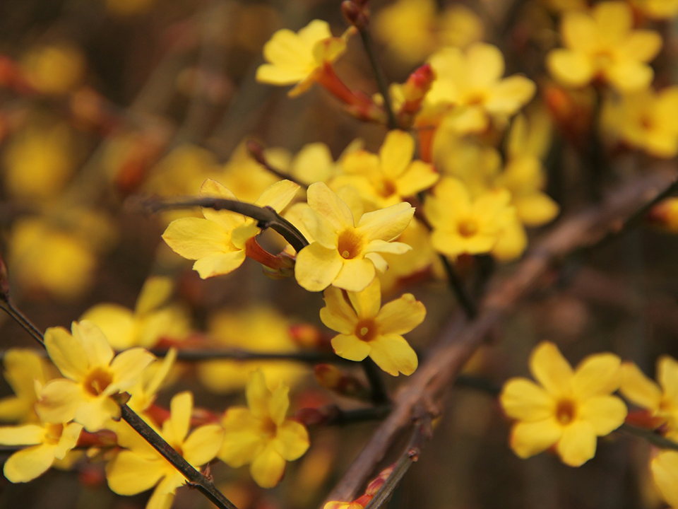 Winterjasmin ist perfekt für den Garten im Winter geeignet