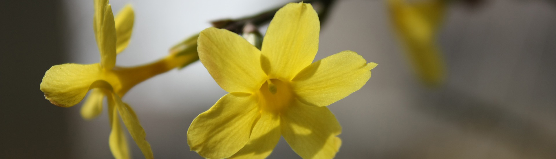 Winterjasmin schenkt dem Garten im Winter Farbe