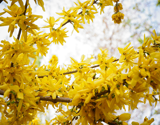 Winterjasmin strahlt Farbe im Winter-Garten aus