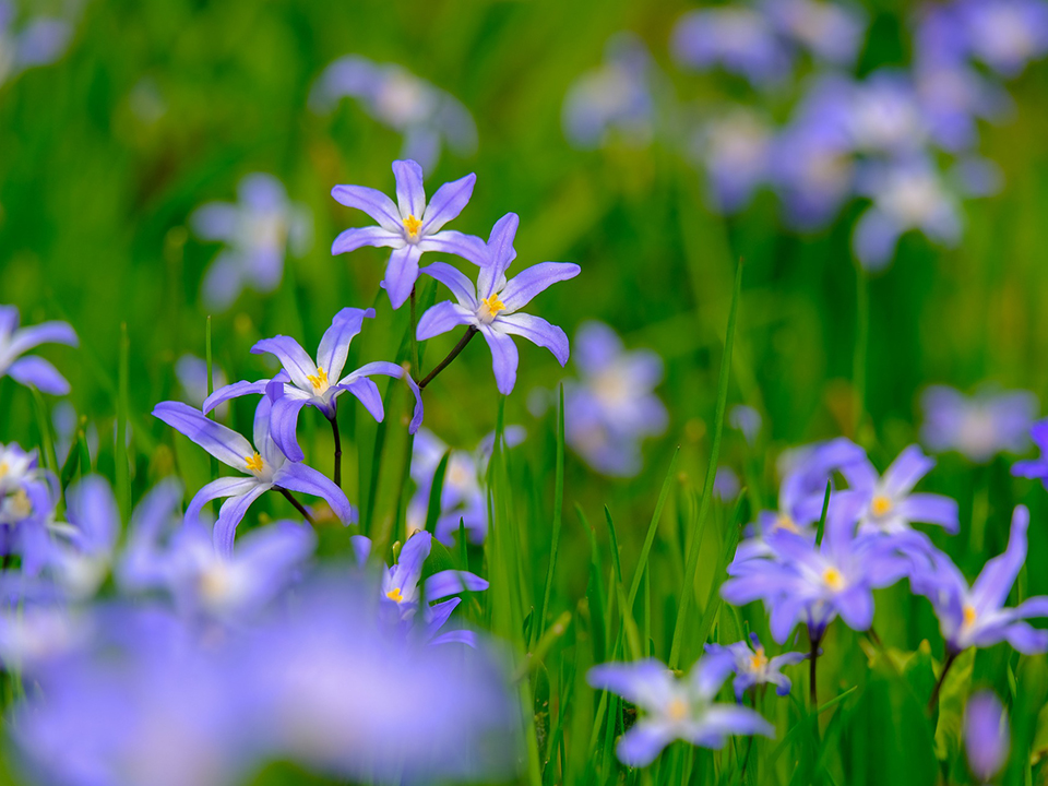 Blaustern im Garten