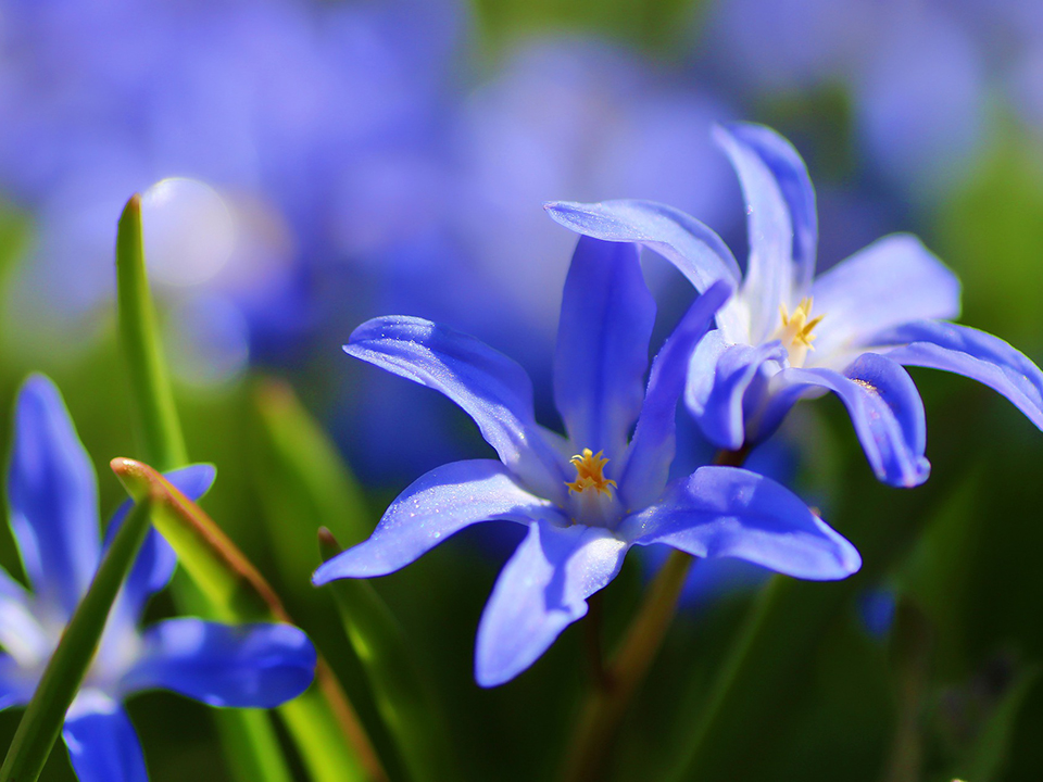 Blausterne sorgen für Farbe im Garten