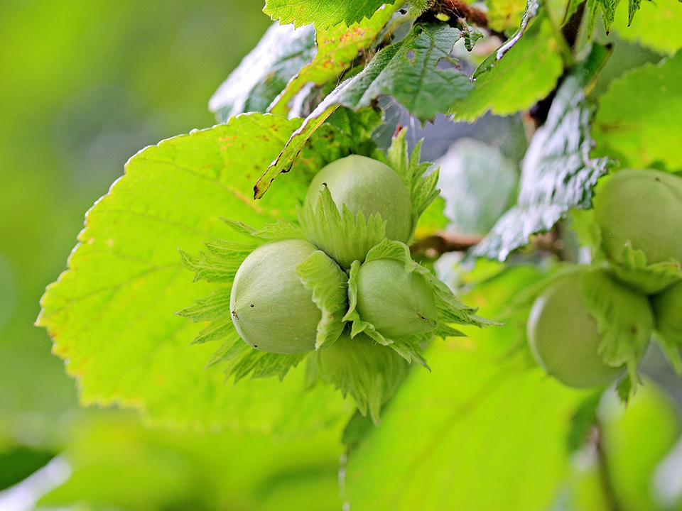 Gemeine Hasel am Baum für die Gartenküche