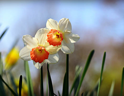 Narzissen mit weißen Blüten und gelb-oranger Mitte