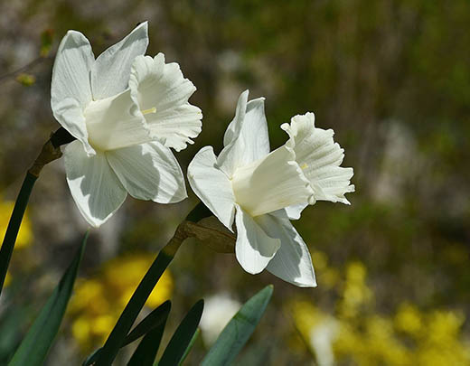 Narzissen mit weißen Blütenblätter