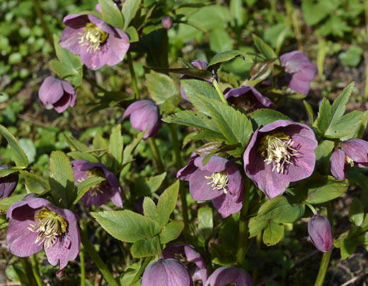 Lenzrose mit lila Blütenblätter für den Garten im Winter