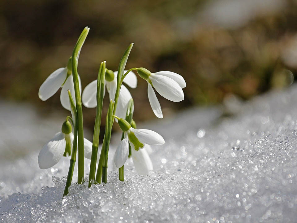 Schneeglöckchen wachsen auch vom Schnee heraus