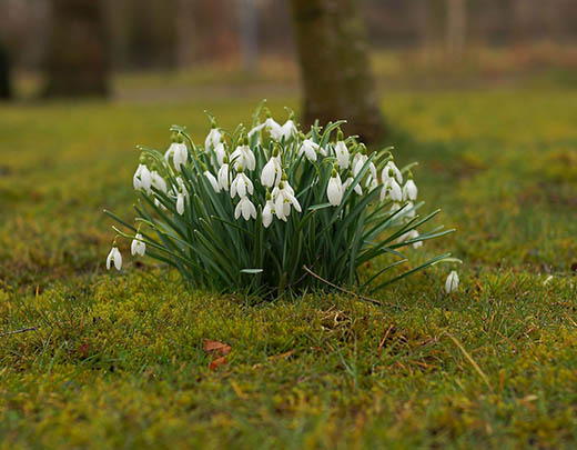 Schneeglöckchen wachsen in der Vorfrühlingszeit