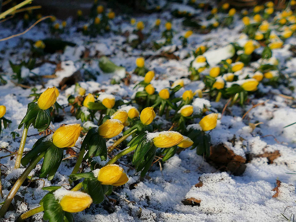 Winterlinge im Schnee mit geschlossenem Blütenkopf