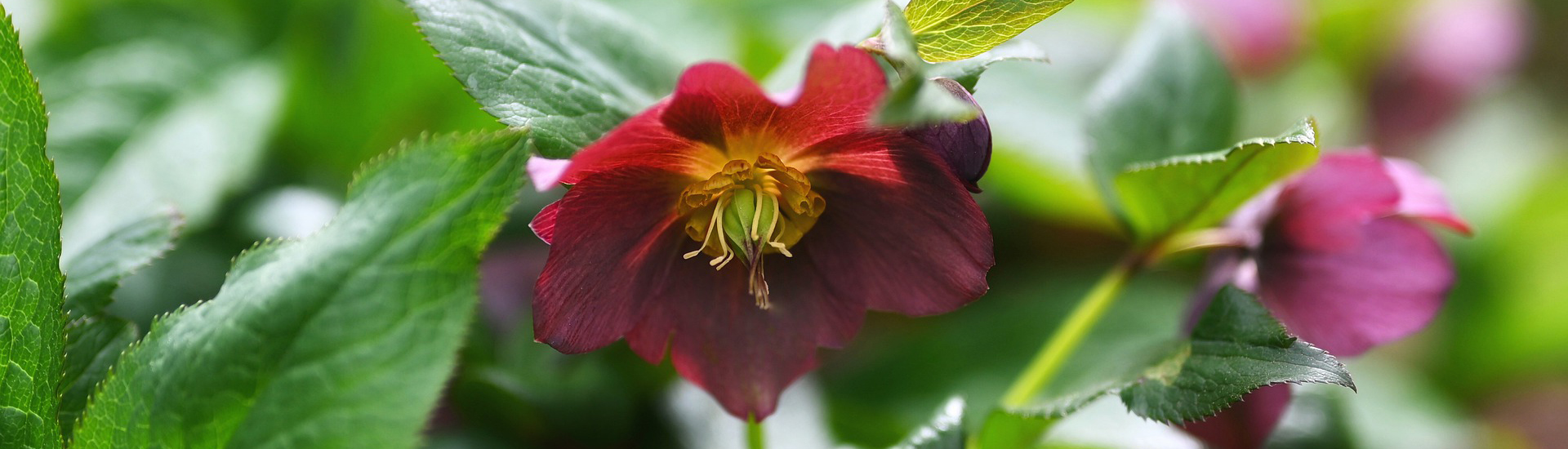 Lenzrose mit dunkel roten Blüten