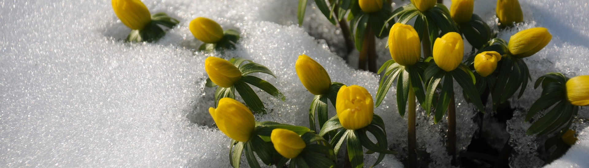 Winterlinge mit geschlossenen Blüten gucken aus dem Schnee 