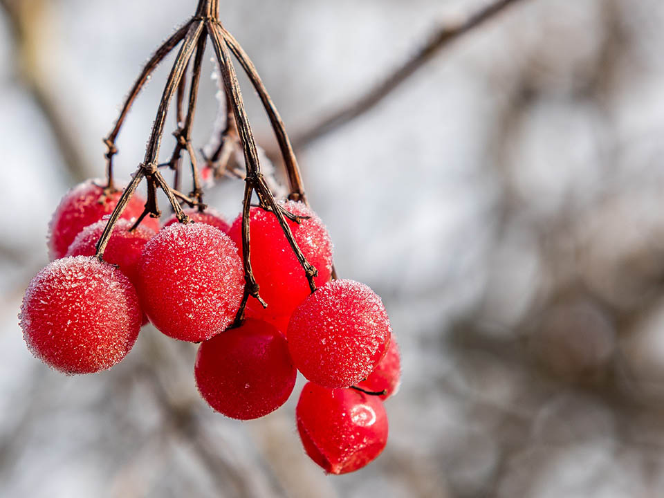 Winter-Heckenkirsche für einen schönen Garten im Winter