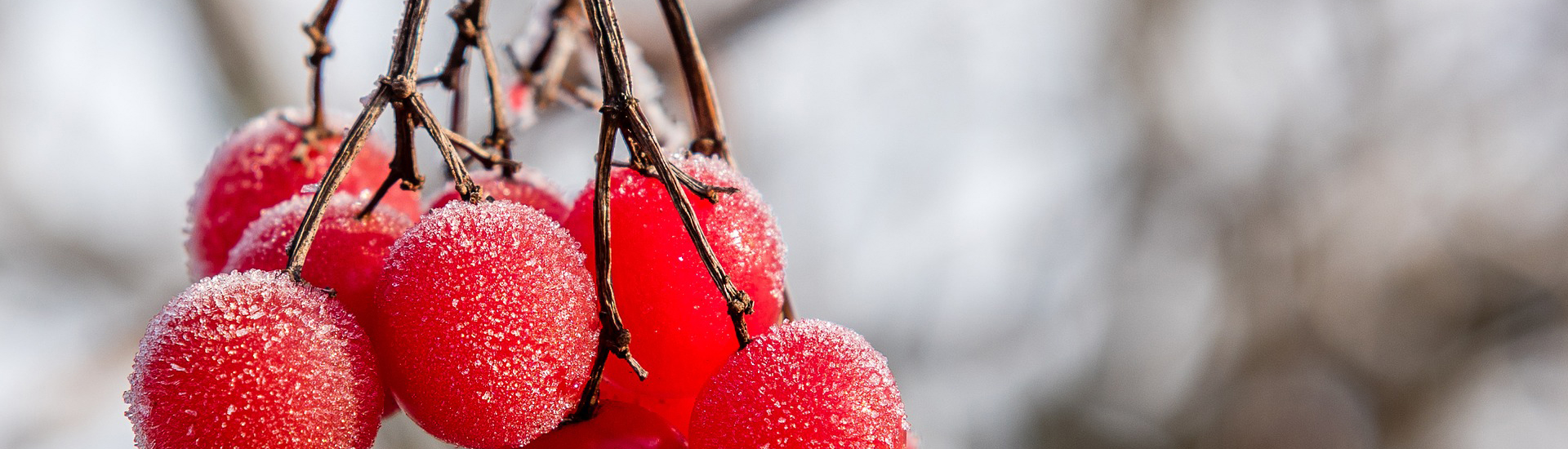 Winter Heckenkrische mit etwas Schnee überdeckt