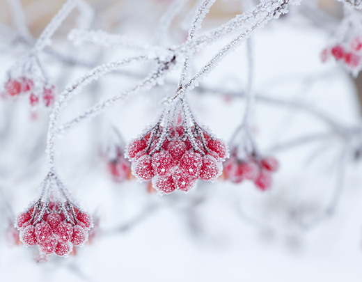 Winter Heckenkrische mit Schnee überdeckt