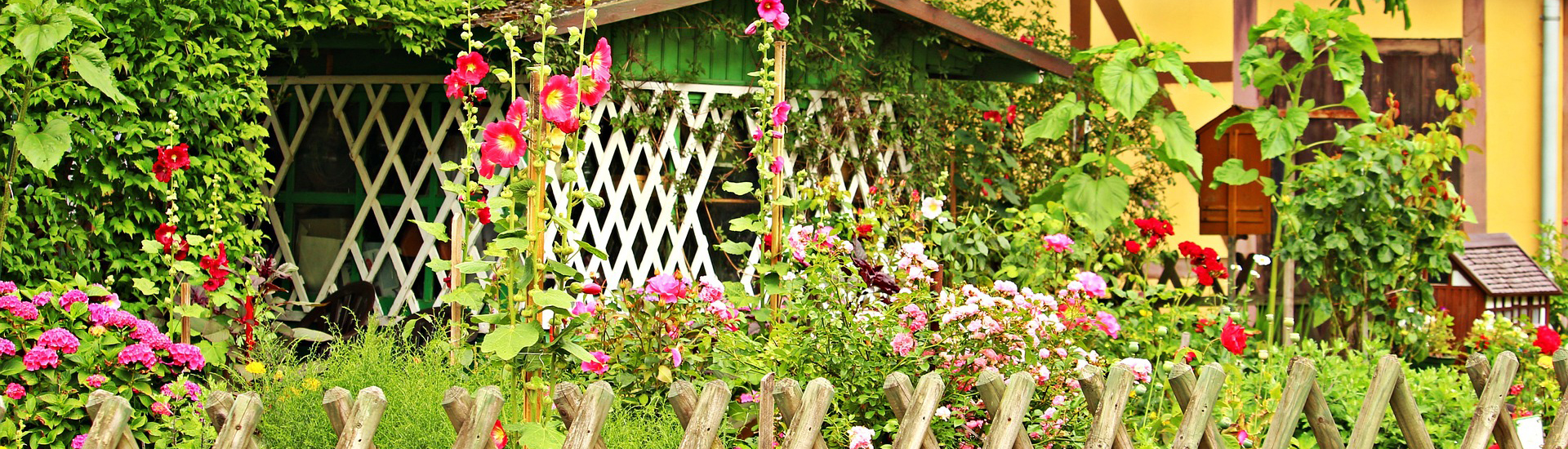 Artenvielfalt mit bunten Stockrosen im Garten schaffen