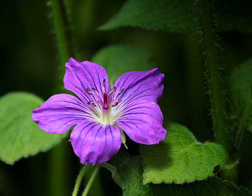 Blüte eines sibirischen Storchschnabel