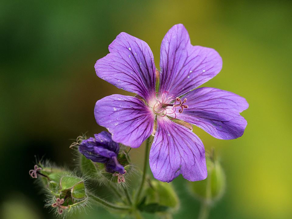 Blüte eines sibirischen Storchschnabel 