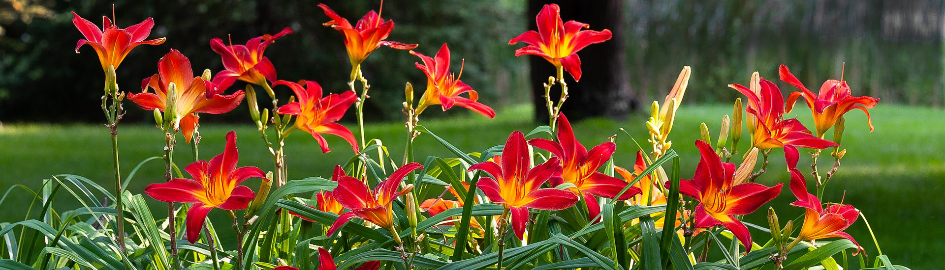 Knallige Farben von Taglilien im Garten