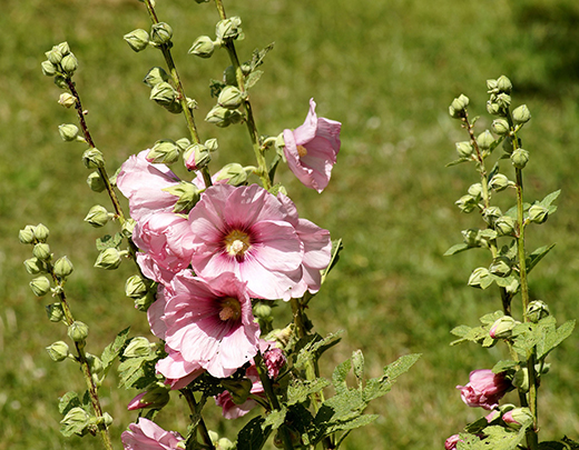 Mit rosa Stockrosen im Garten fühlt man sich wohl