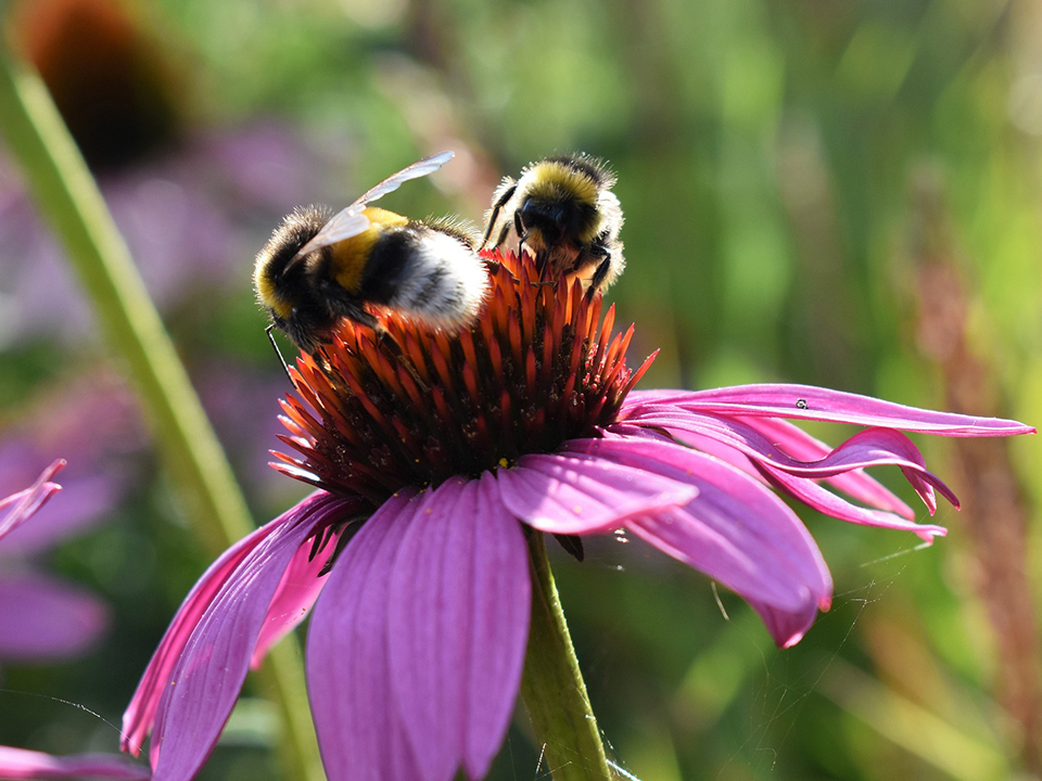 Purpursonnenhut mit Hummeln für einen naturnahen Garten