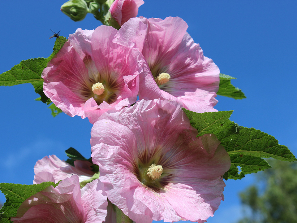 Rosa Stockrosen wecken Sommergefühle auf